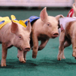 Australia Day Pig Races